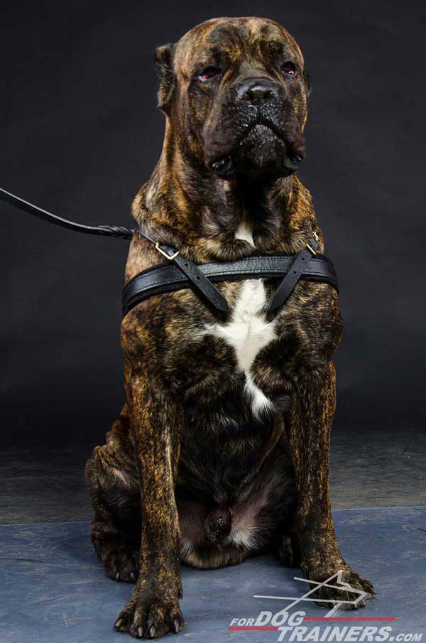 Cane Corso Harness Easy Adjustable