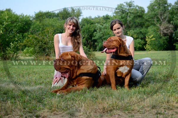 Pulling Dogue-de-Bordeaux harness nylon