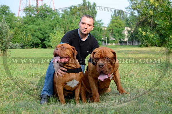 Multifunctional dog harness for Dogue-de-Bordeaux