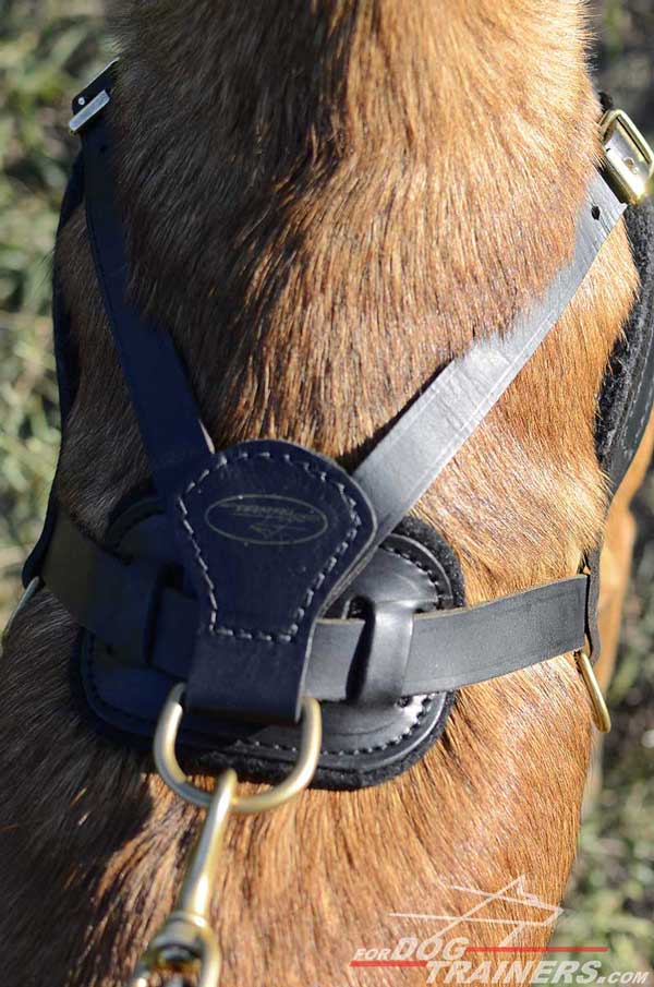 Brass D-ring of Leather Belgian Malinois Harness