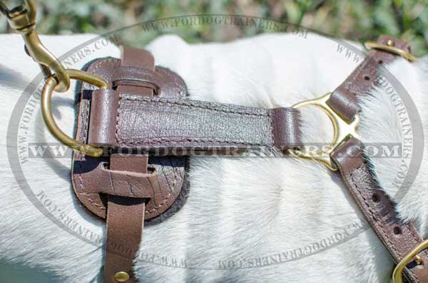 Sturdy Brass Fittings of Leather English Bulldog Harness