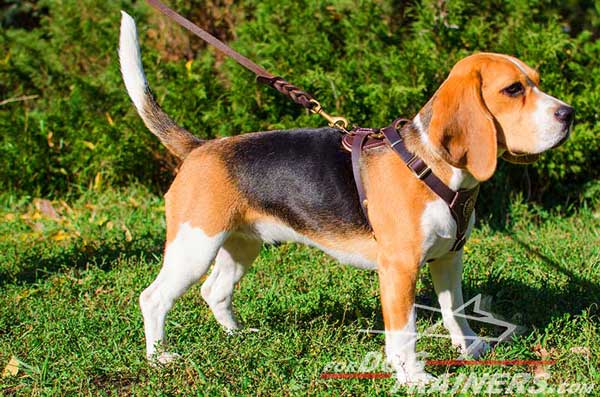 Royal Brown Leather Harness for Beagle
