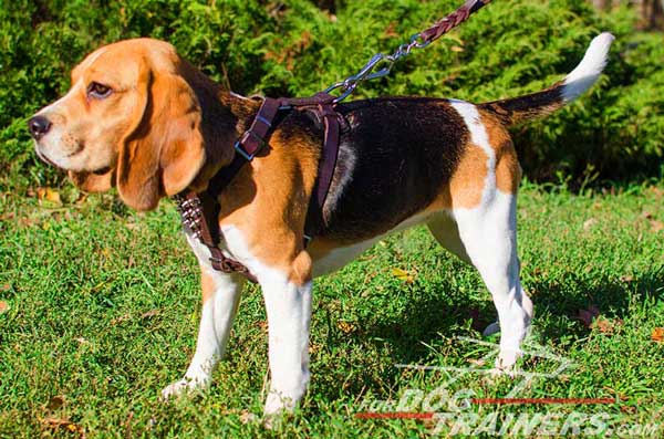 Spiked Brown Leather Dog Harness Padded for Beagles