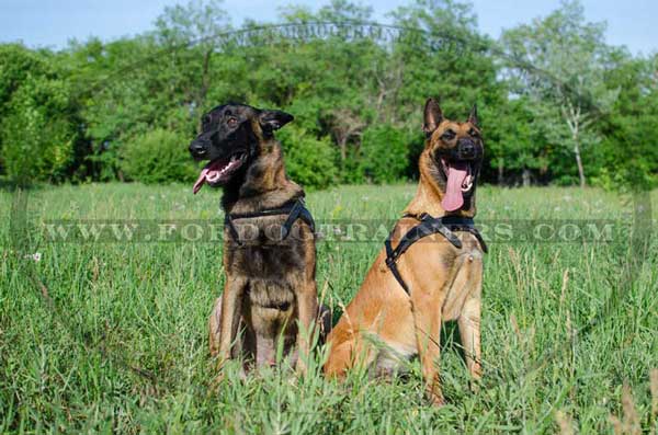 Leather Dog Harness for Belgian Malinois walking