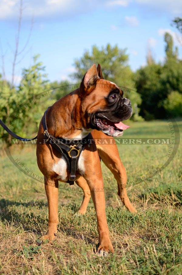 Leather Walking Harness for Boxer Breed