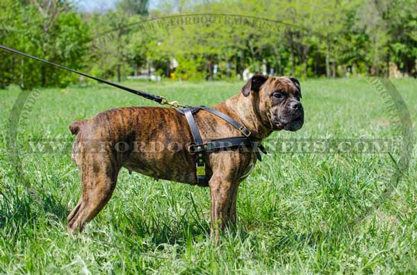 Boxer Leather Harness for Pulling Training