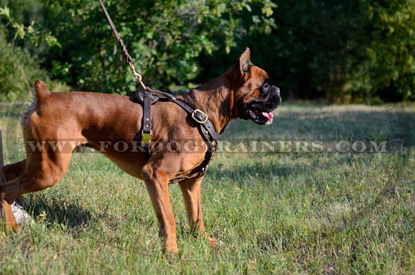 Boxer Leather Harness with Studs for Everyday Walks