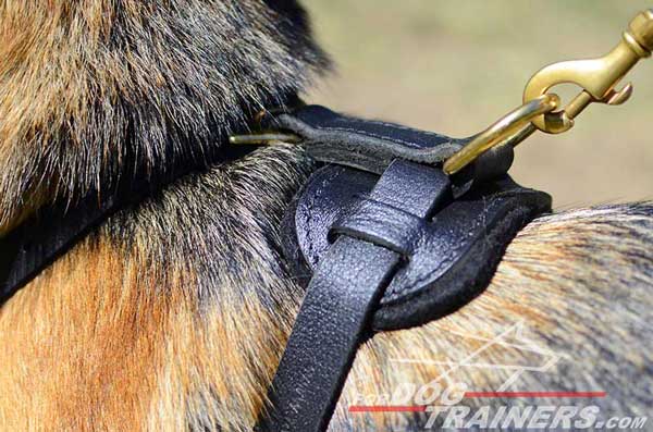 Brass D-Ring of Leather German Shepherd Harness