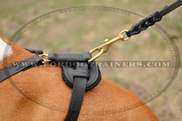 Brass D-Ring on Padded Staffordshire Terrier Harness