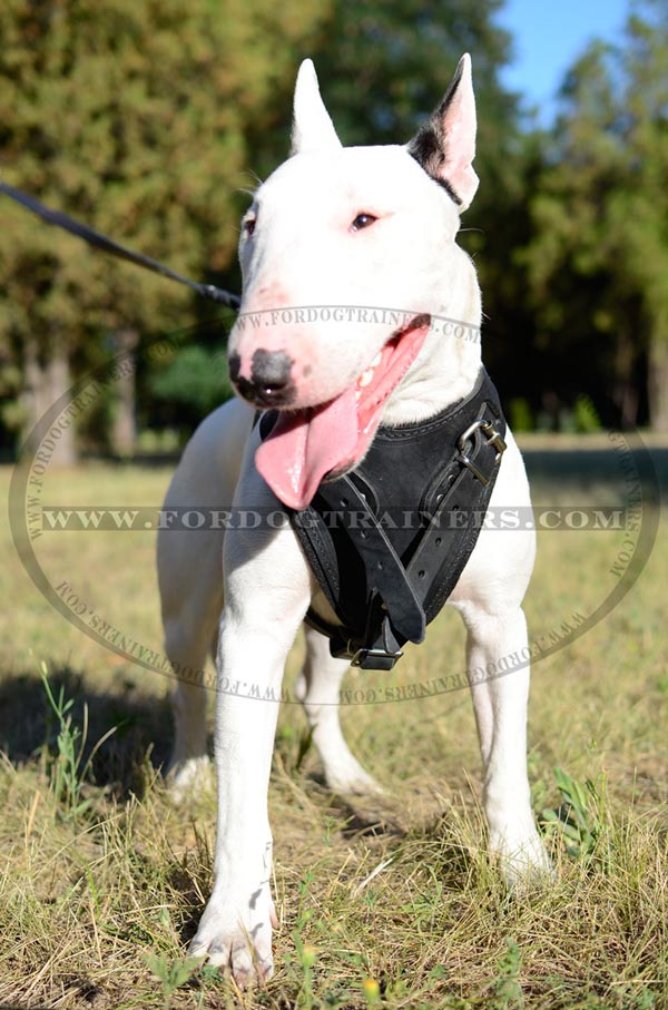Leather Bull Terrier Harness Padded Chest Plate Walking Dog Item
