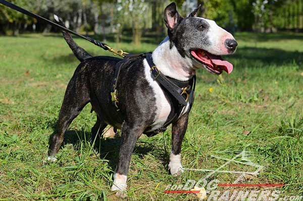 Leather Tracking Bull Terrier Harness Padded Work Dog Gear