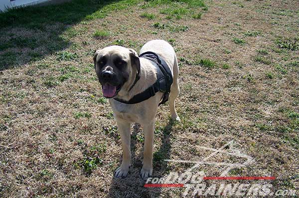 Water Proof Nylon Bullmastiff Harness