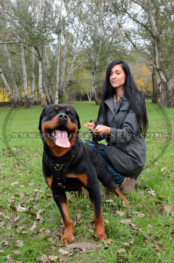 Chic padded dog harness for Rottweiler