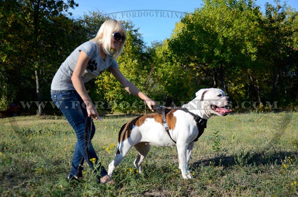 Hand-crafted Leather Dog Harness for American Bulldog