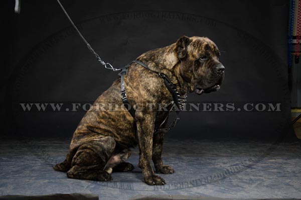 Cane Corso Hand-made Harness