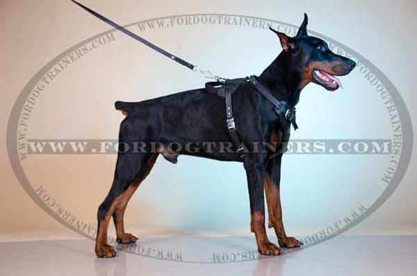Adjustable Leather Dog Harness for Doberman breed