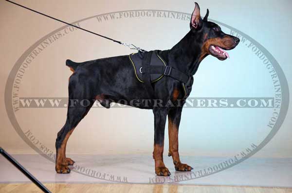 Nylon Doberman Harness for Walking and Training