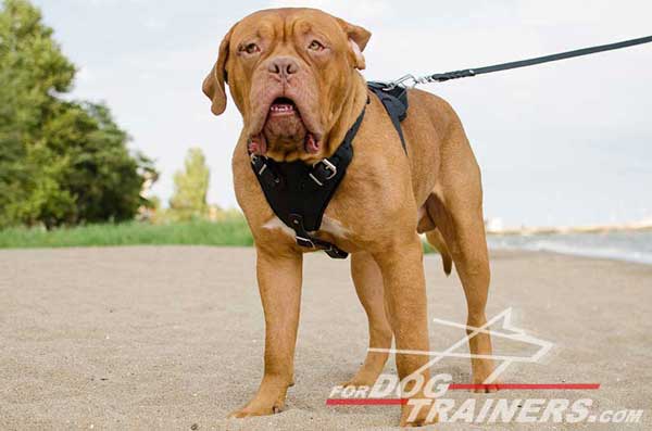 Professional Dog Training Harness for Dogue-de-Bordeaux