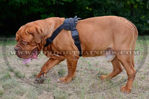 Nylon dog harness for Dogue-de-Bordeaux