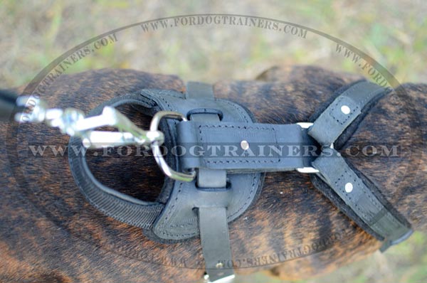 Nickel Plated Durable D-ring on Dog Harness Leather for Staffordshire Terrier
