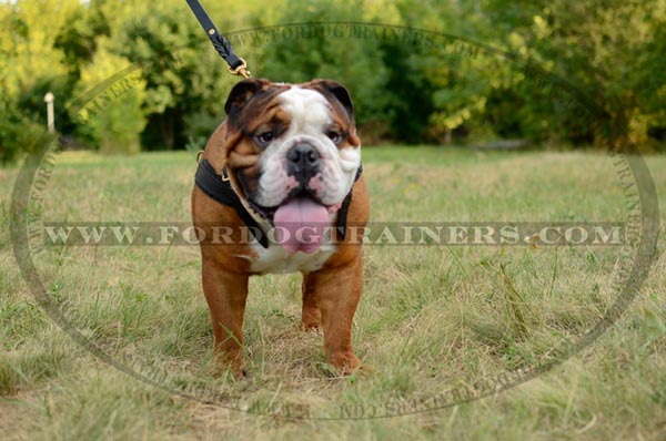 Leather English Bulldog Harness
