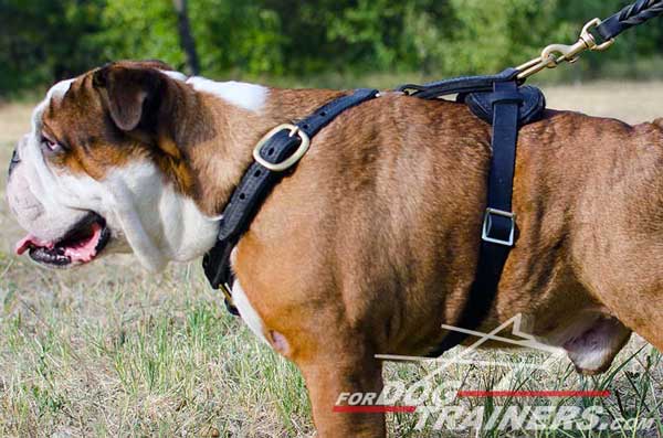 Tracking Leather English Bulldog Harness