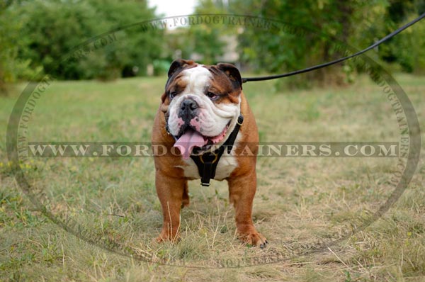 Walking Leather English Bulldog Harness