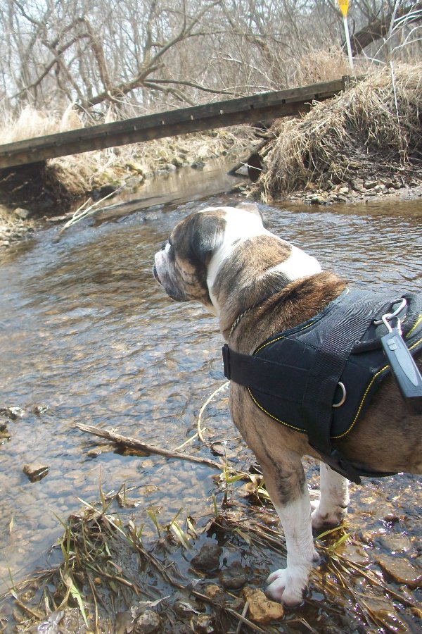 Comfortable Nylon English Bulldog Harness