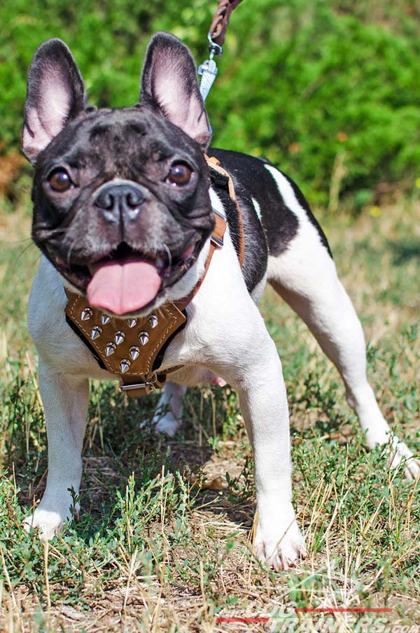 Padded Comfortbale French Bulldog Tan Leather Harness