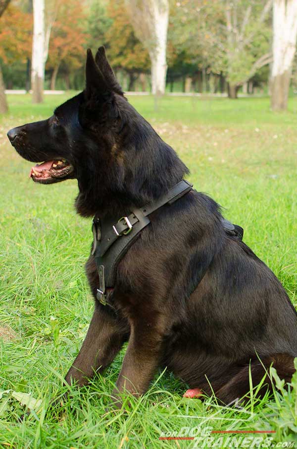 Training German Shepherd Harness Leather Padded Chest