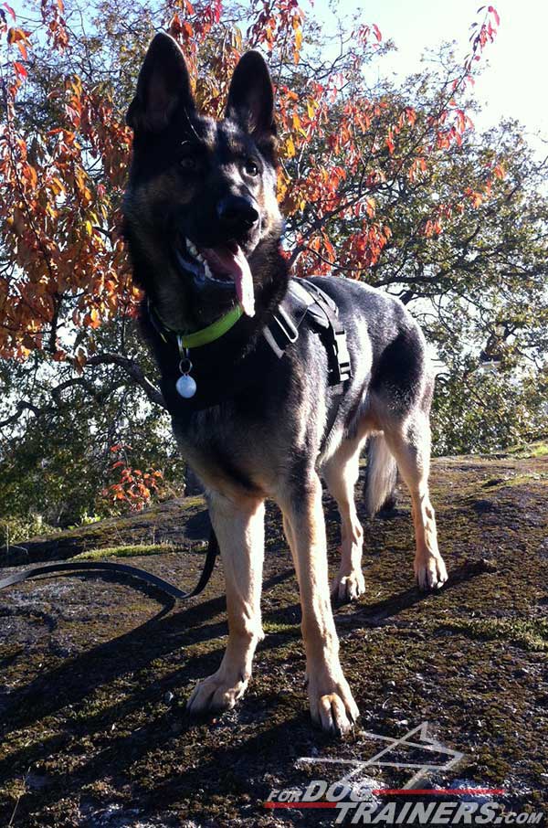 Nylon German Shepherd Harness Durable Training Dog Gear
