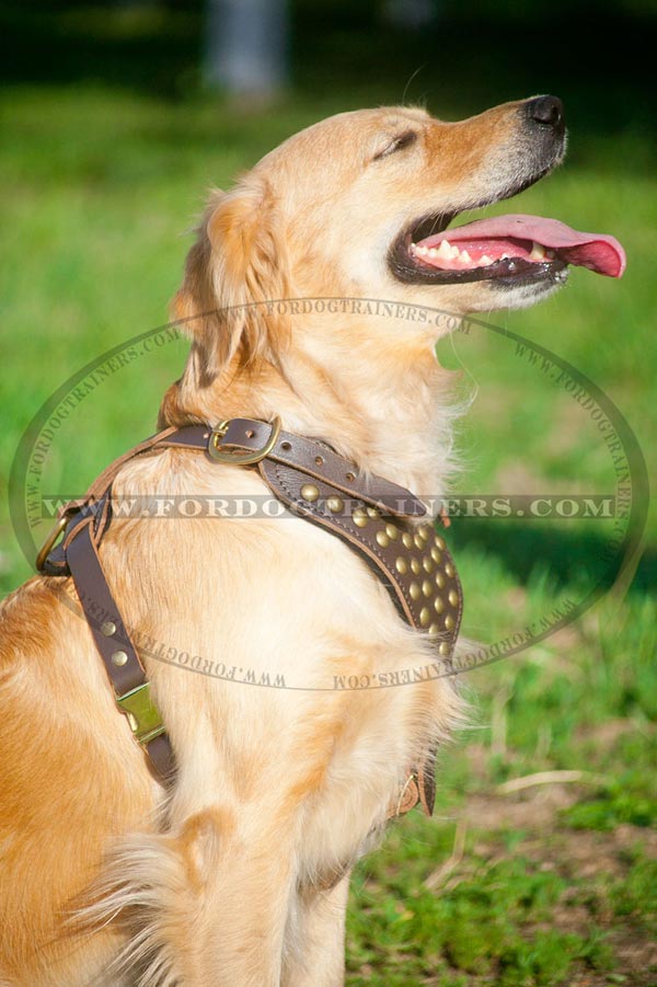 Daily Walking Leather Harness for Large Dogs