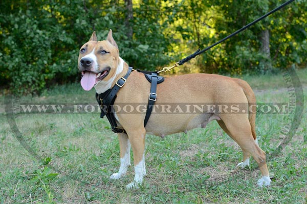 Durable Tracking Amstaff Harness