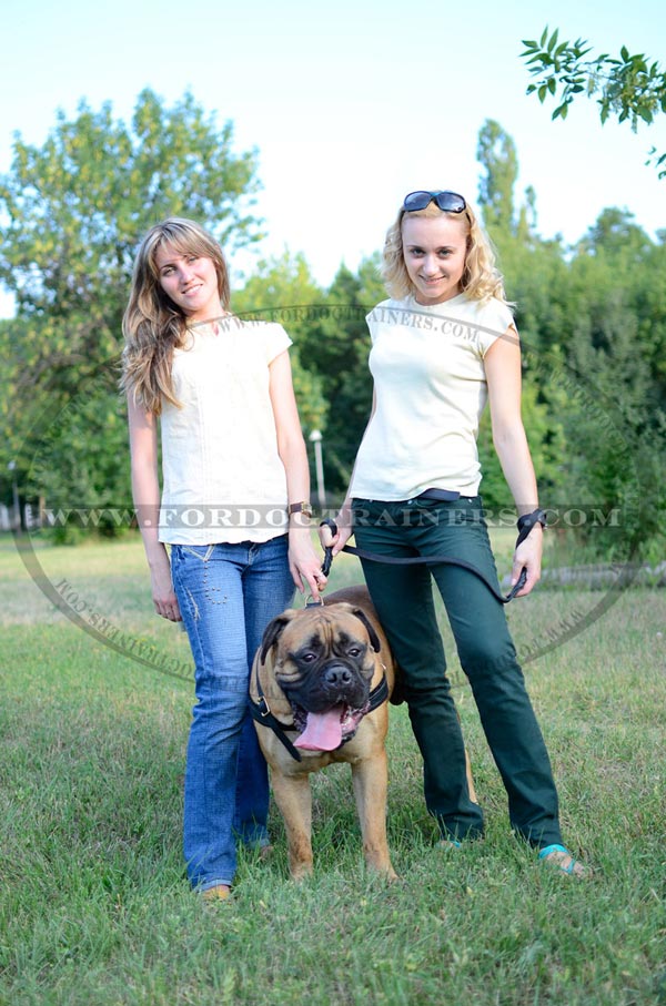 Multipurpose Leather Dog Harness for Bullmastiff