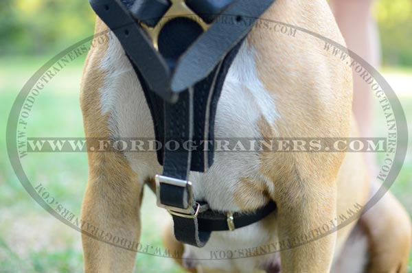 Padded Chest Plate on Leather Harness for Training