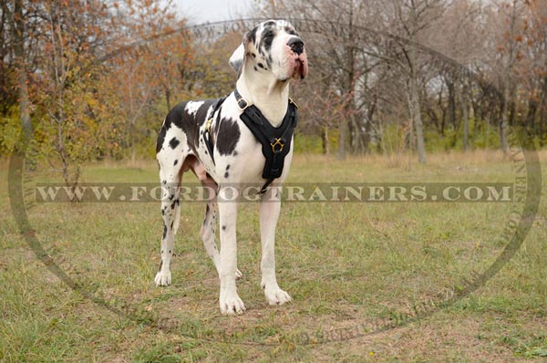 Elegant Great Dane leather harness with decorated chest plate