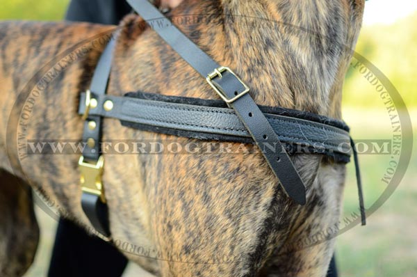 Soft padded chest plate for pulling leather Great Dane harness