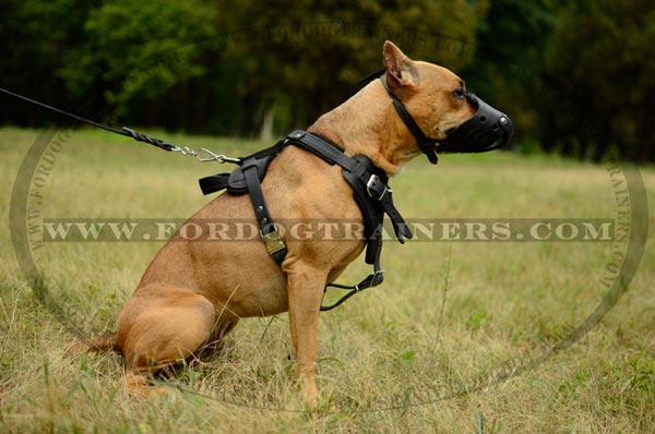 Easy quick release buckle for walking leather Pitbull harness