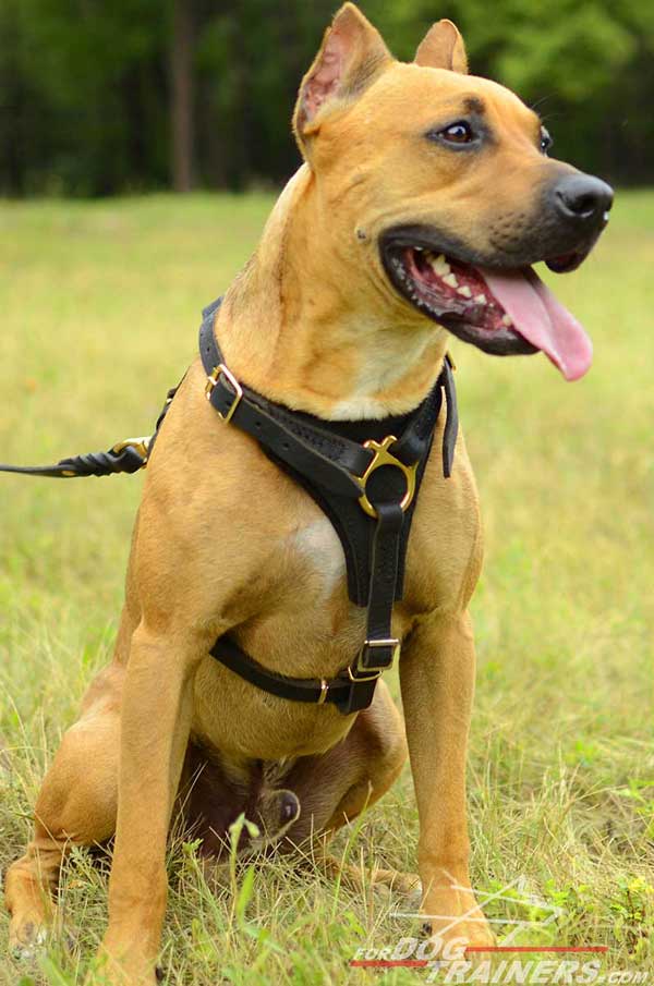 Tracking leather Pitbull harness with soft padded chest plate