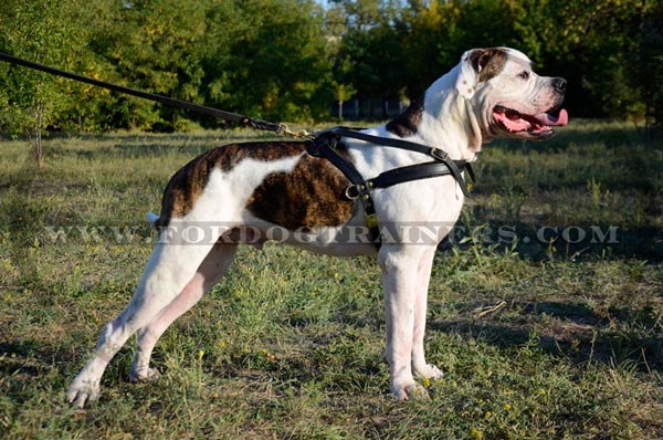 American Bulldog harness with wide leather straps