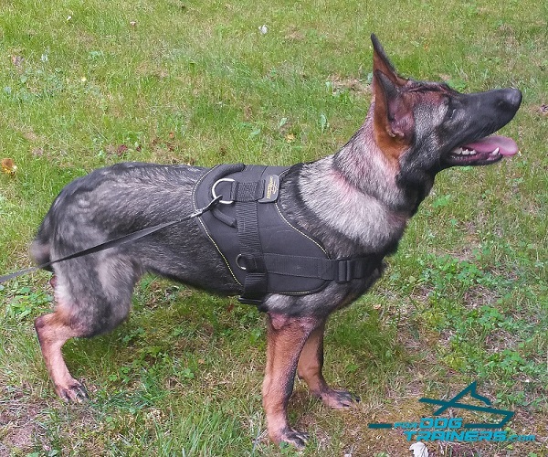 Any Weather German Shepherd Harness for Better Control