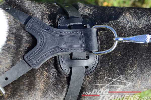 Durable Nickel Plated D-Ring on Leather Bull Terrier Harness Spiked