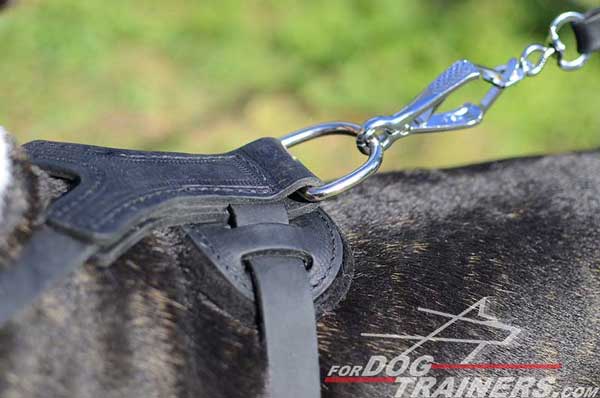 Nickel Plated Hardware on Leather Spiked Bull Terrier Harness