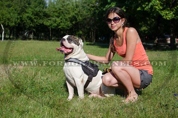 Nylon American Bulldog Harness with Reflective Strap