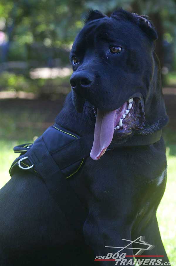 Training Cane Corso Nylon Harness