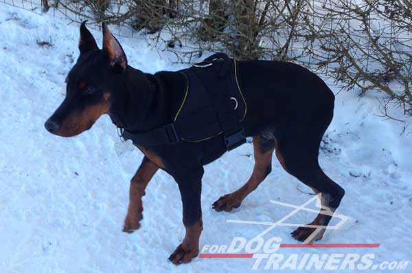 Training Nylon Doberman Harness with handle