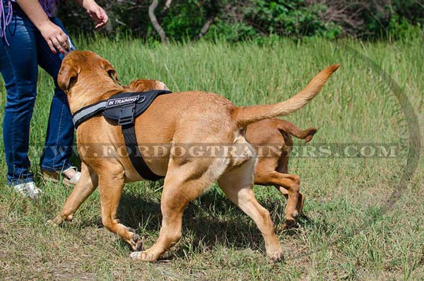 Dogue-De-Bordeaux harness with quick release buckle