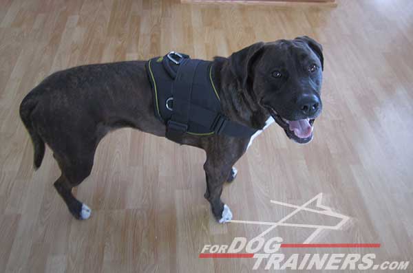 Easy washable nylon Pitbull harness with extra D-rings