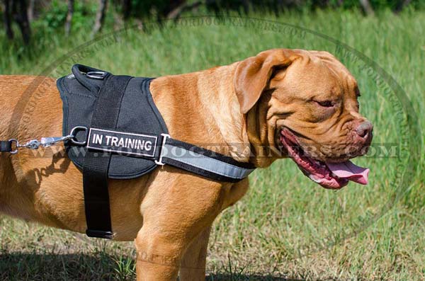 Dogue-De-Bordeaux nylon harness