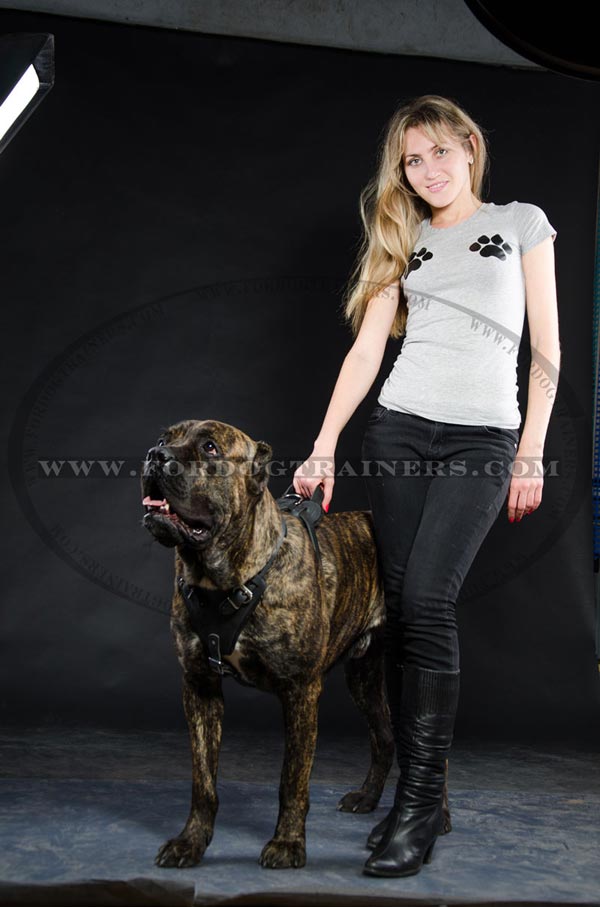 Adjustable Cane Corso Harness made of leather